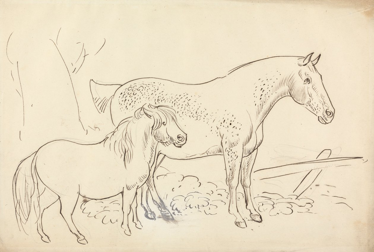Häst och ponny av James Howe