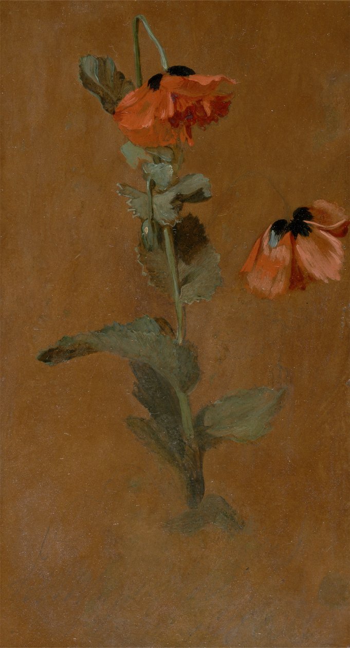 Study of Poppies, 1832 (olja och penna ombord) (efter konservering) av James Inskipp