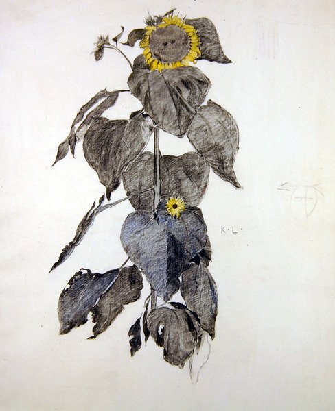 Solrosor (kol & akvarell på papper) av James Kerr Lawson