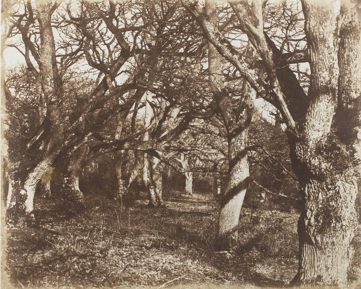 En titt i Leigh Woods, 1853-56. av James Knight