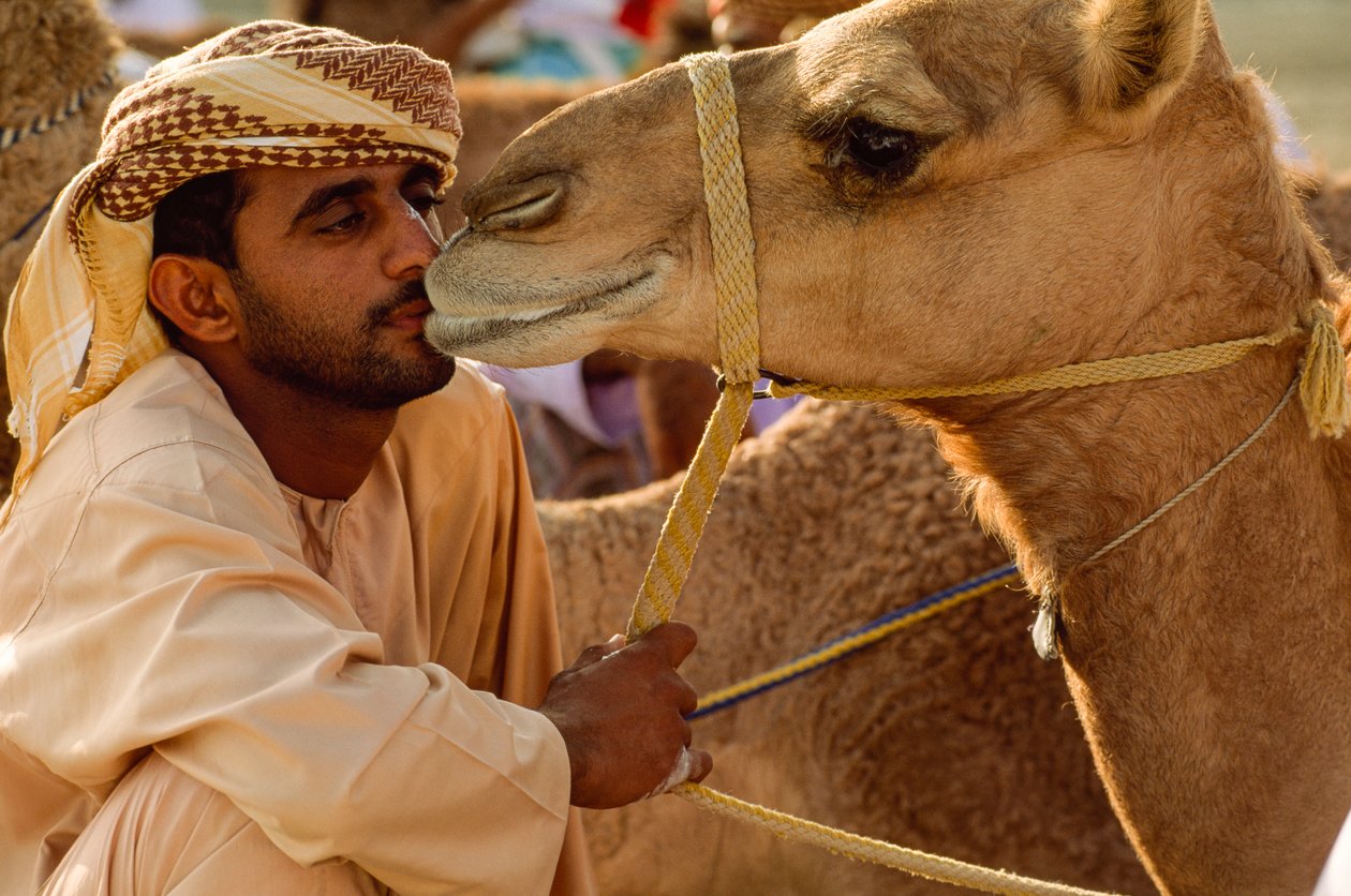 En omanier kysser sin mjukögda kamel under kamelkapplöpningen på nationaldagen. Al Falaj Distri... av James L Stanfield