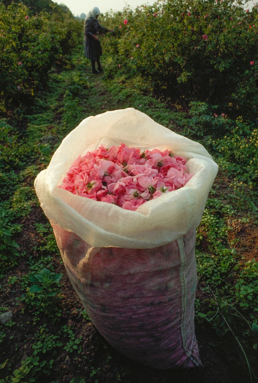 En påse fylld med nyplockade rosenblad. Rosornas dal, Bulgarien. av James L Stanfield