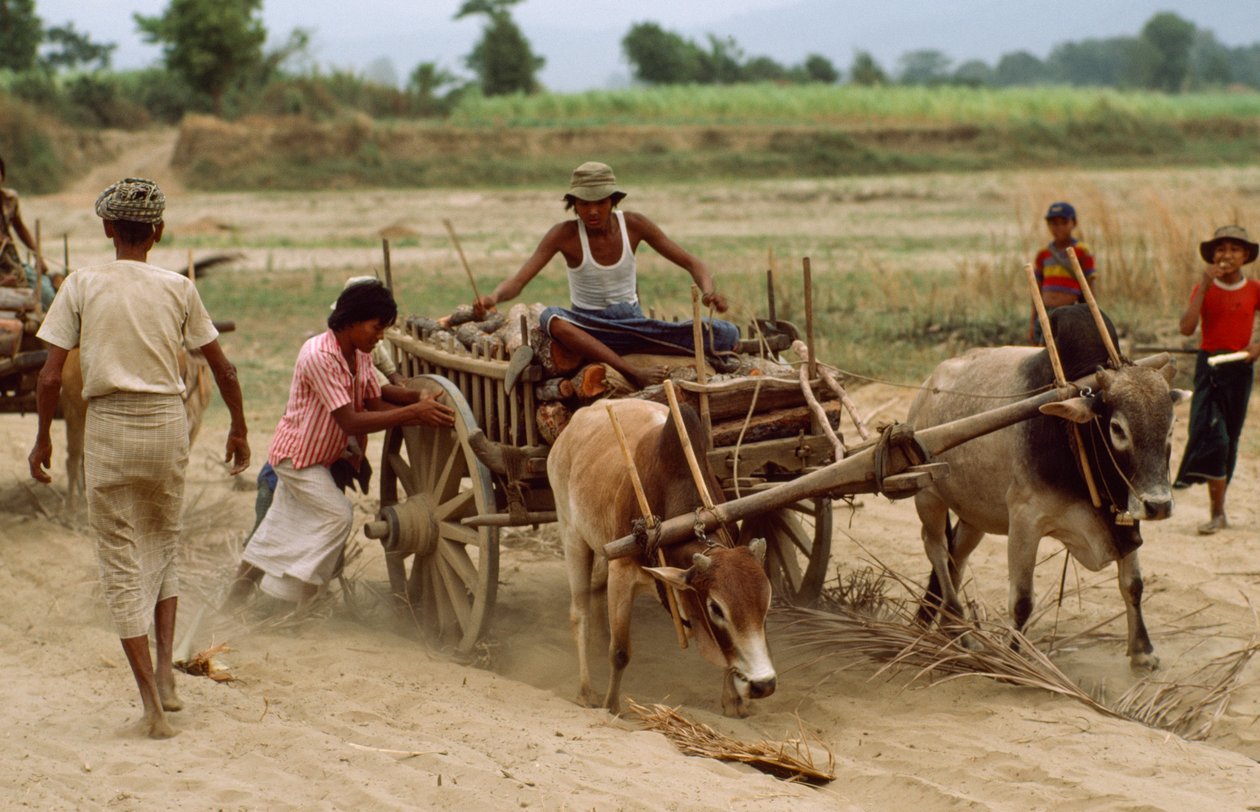 En oxkärra fastnar i det tunga dammet på en dålig väg. Byn Sebin, Burma. av James L Stanfield