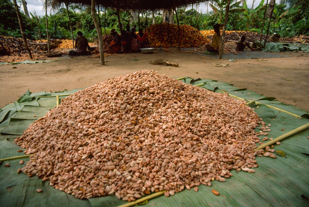 En stor hög med kakaobönor (släkte: Theobroma, art: cacao), som redan har lagts till i... av James L Stanfield