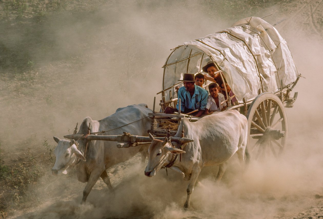 Tävlingar med oxevagnar markerar fullmånedagen i Kason. Patheingyi, öster om Mandalay, Burma. av James L Stanfield