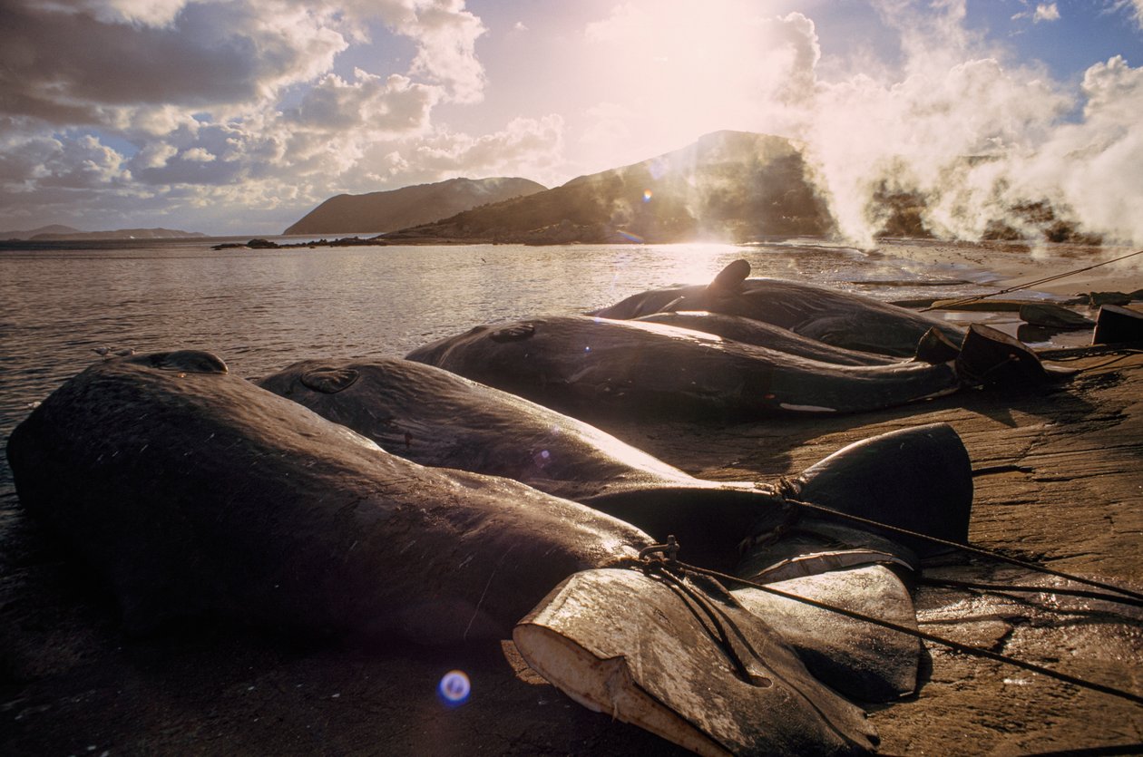 Slaktade valar ligger på stranden efter en jakt. FRENCHMAN BAY NÄRA ALBANY, VÄST... av James L Stanfield