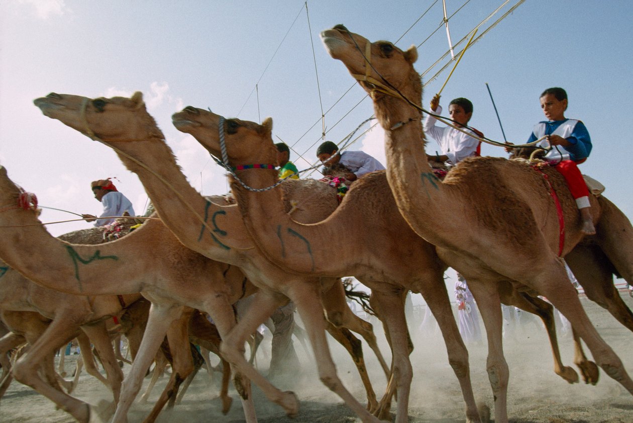 Kameler rusar fram under kameltävlingarna på Omans nationaldag. Al Falaj distriktets kapplöpningsbana, Oman. av James L Stanfield