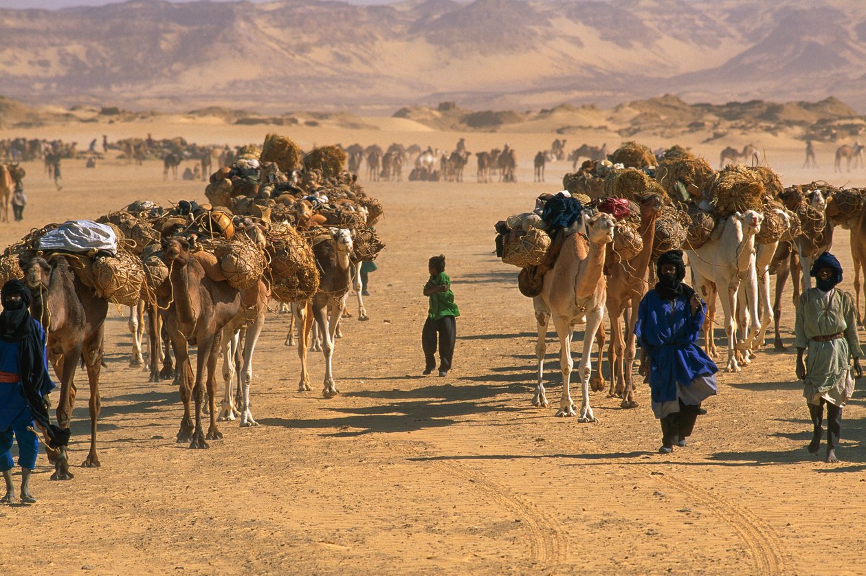 Saltkamelkaravan utanför Fachi. NÄRA FACHI, NIGER. av James L Stanfield