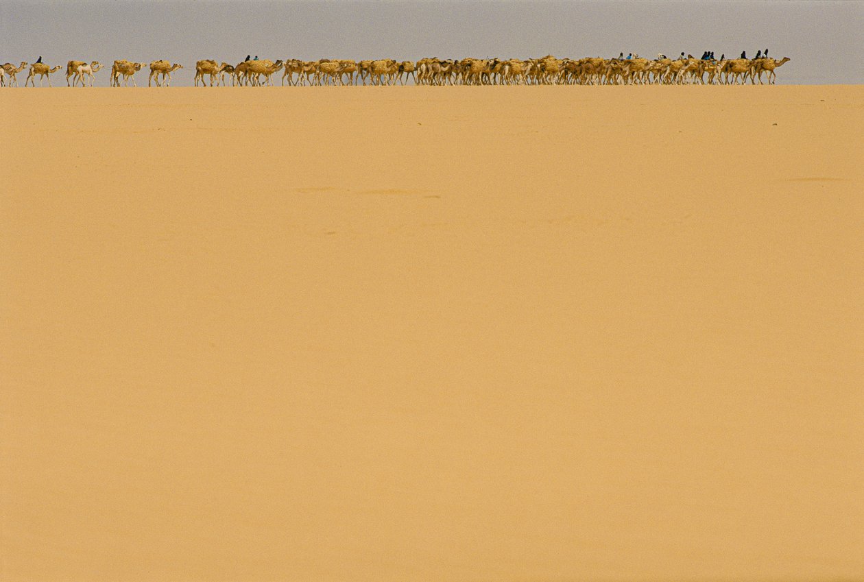 Saltkaravan på väg till Agadez, Nigeria. PÅ VÄG TILL AGADEZ, NIGERIA, NIGER. av James L Stanfield