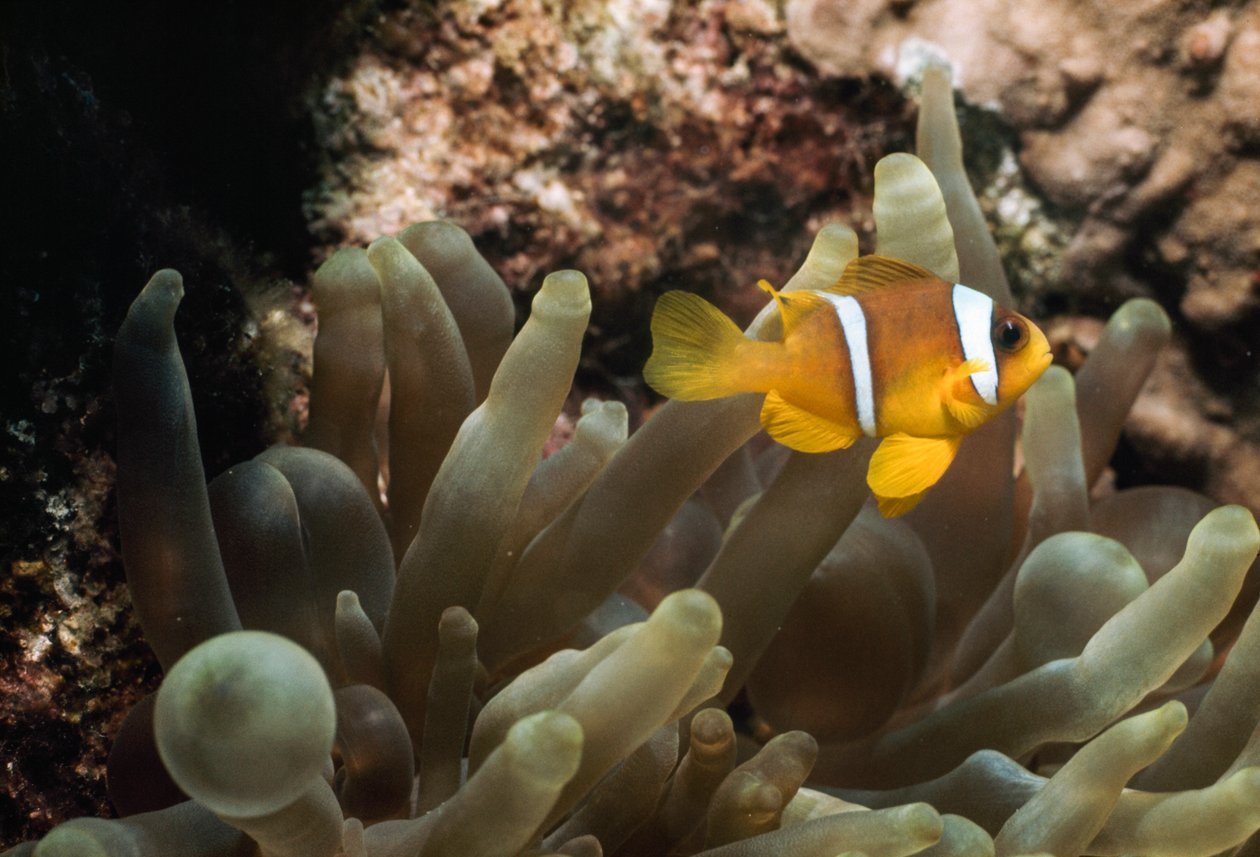 Undervattensfiske utanför EiLAT, ISRAEL, AQABA-GULFEN (DEL AV RÖDA HAVET). UNDERVATTENS UTANFÖR... av James L Stanfield
