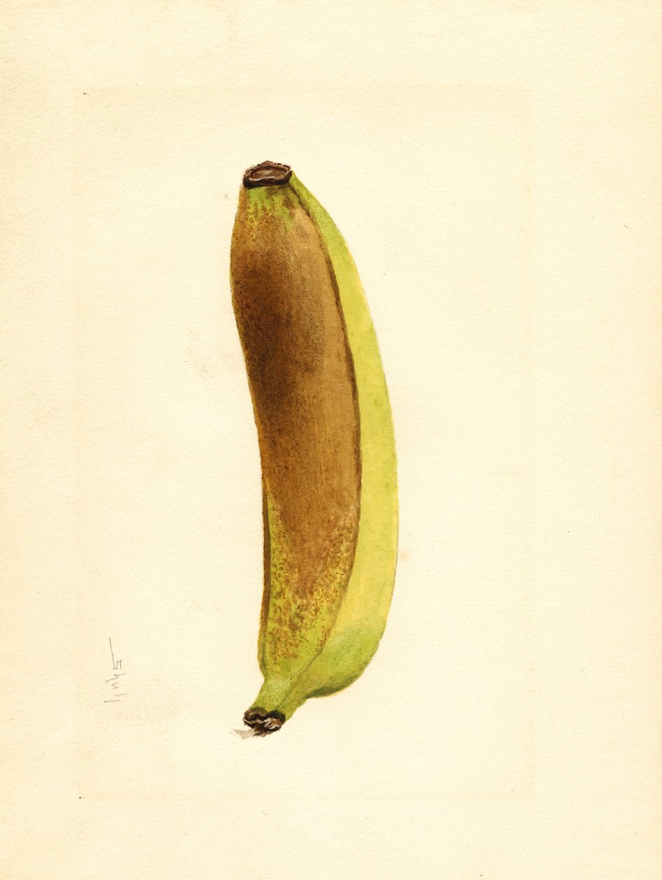 Banan (Musa) (akvarell) av James Marion Shull