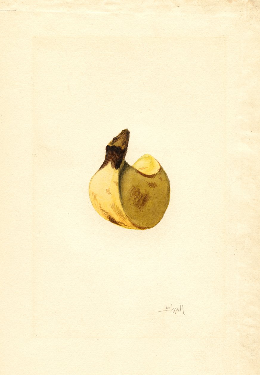 Banan (Musa) (akvarell) av James Marion Shull