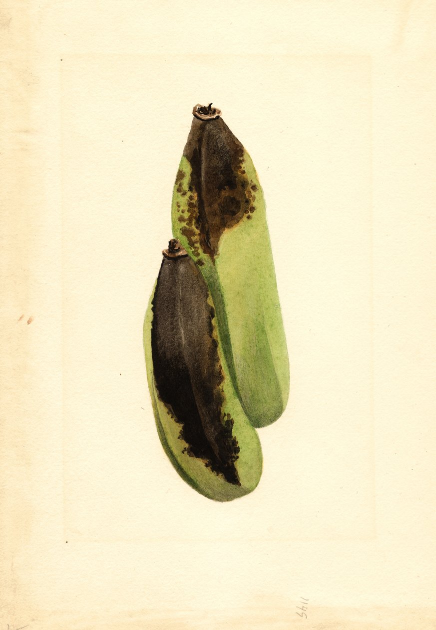 Bananer (Musa) (akvarell) av James Marion Shull