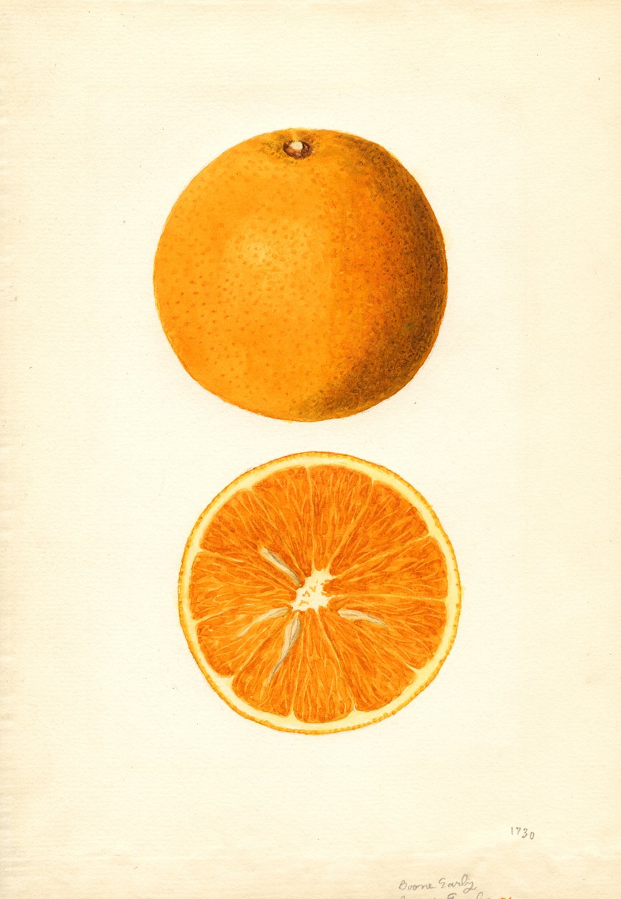 Boone Early Oranges (Citrus sinensis) (akvarell) av James Marion Shull