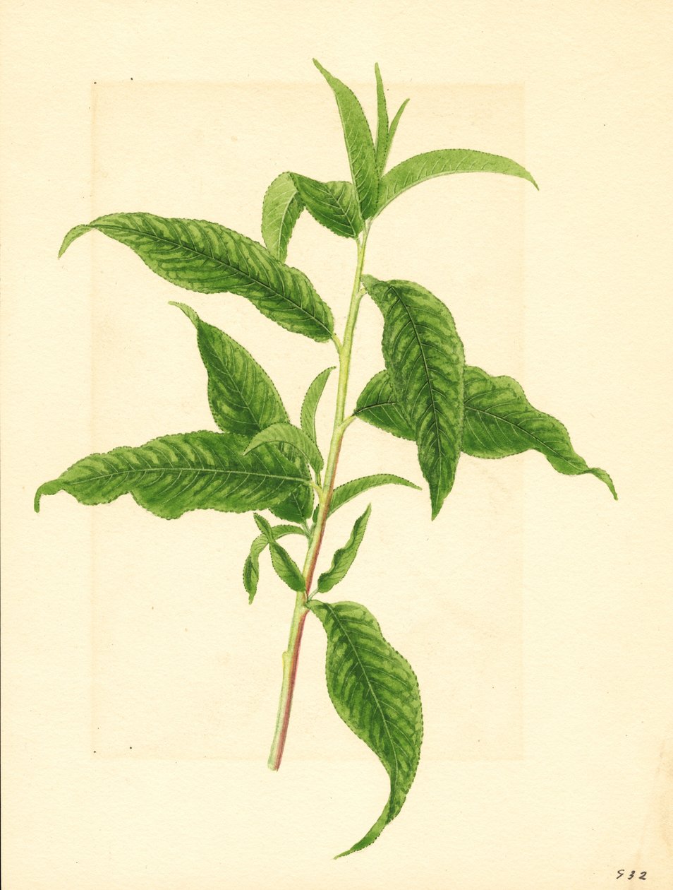 Gren med gröna blad från Elberta persikoträd (Prunus persica: Elberta) (akvarell) av James Marion Shull