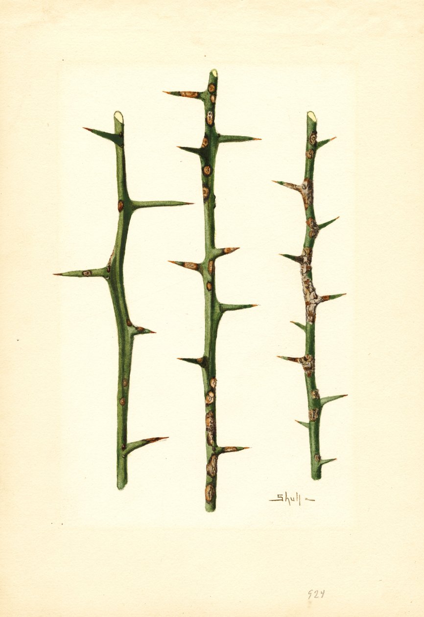 Citrus Canker på stam av apelsinväxt (Poncirus trifoliata) (akvarell) av James Marion Shull