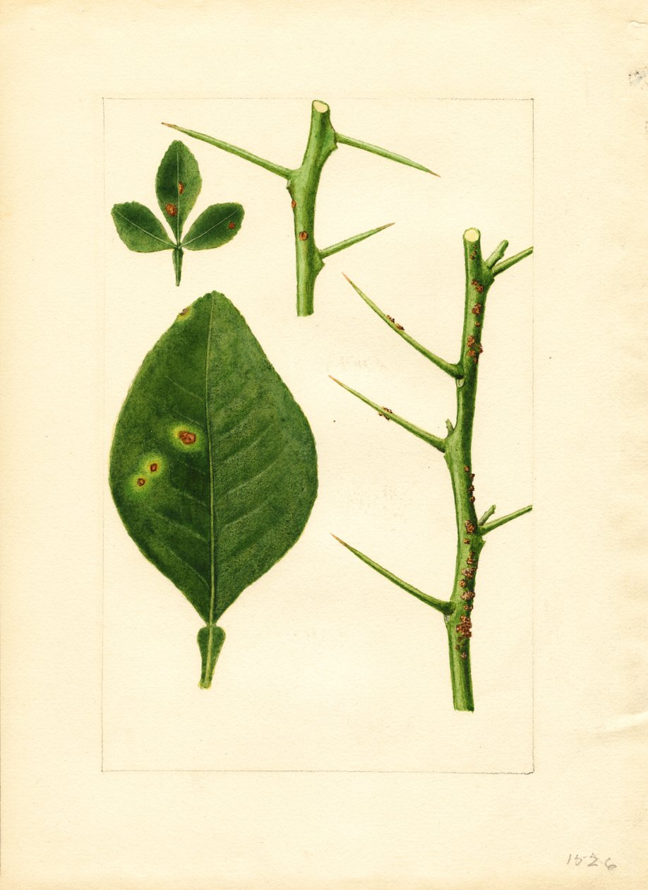 Sjukt blad och kvist av apelsinträd (Poncirus trifoliata) (akvarell) av James Marion Shull