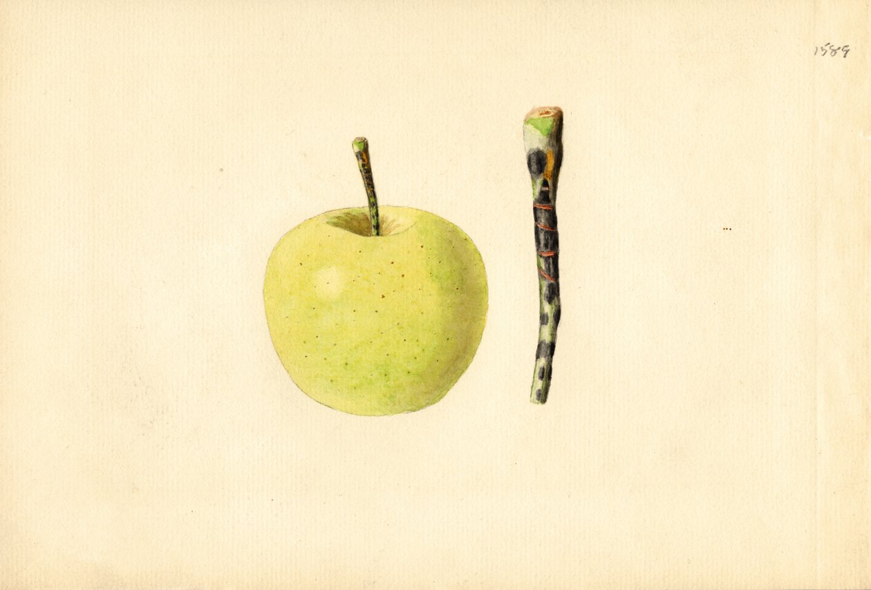 Golden Delicious-äpple (Malus domestica) (akvarell) av James Marion Shull