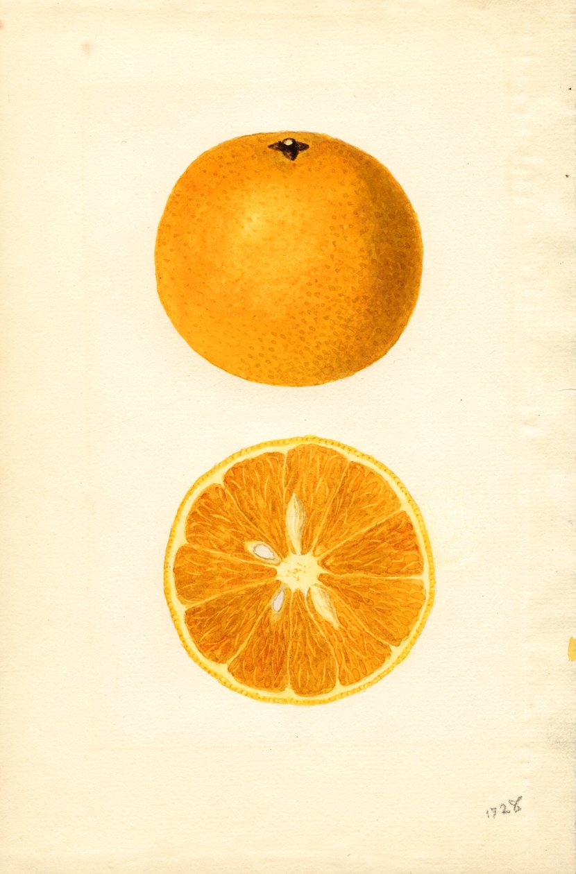 Mallorcas apelsiner (Citrus sinensis) (akvarell) av James Marion Shull