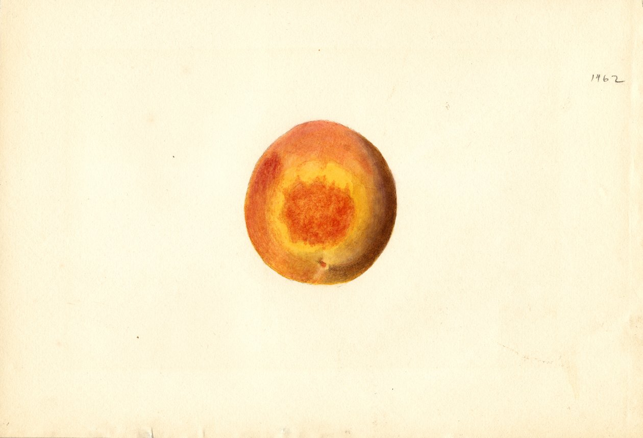Persika (Prunus persica: Elberta) (akvarell) av James Marion Shull
