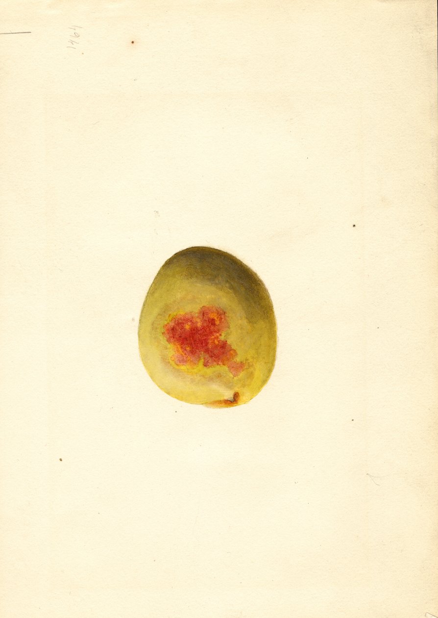 Persika (Prunus persica: Elberta) (akvarell) av James Marion Shull