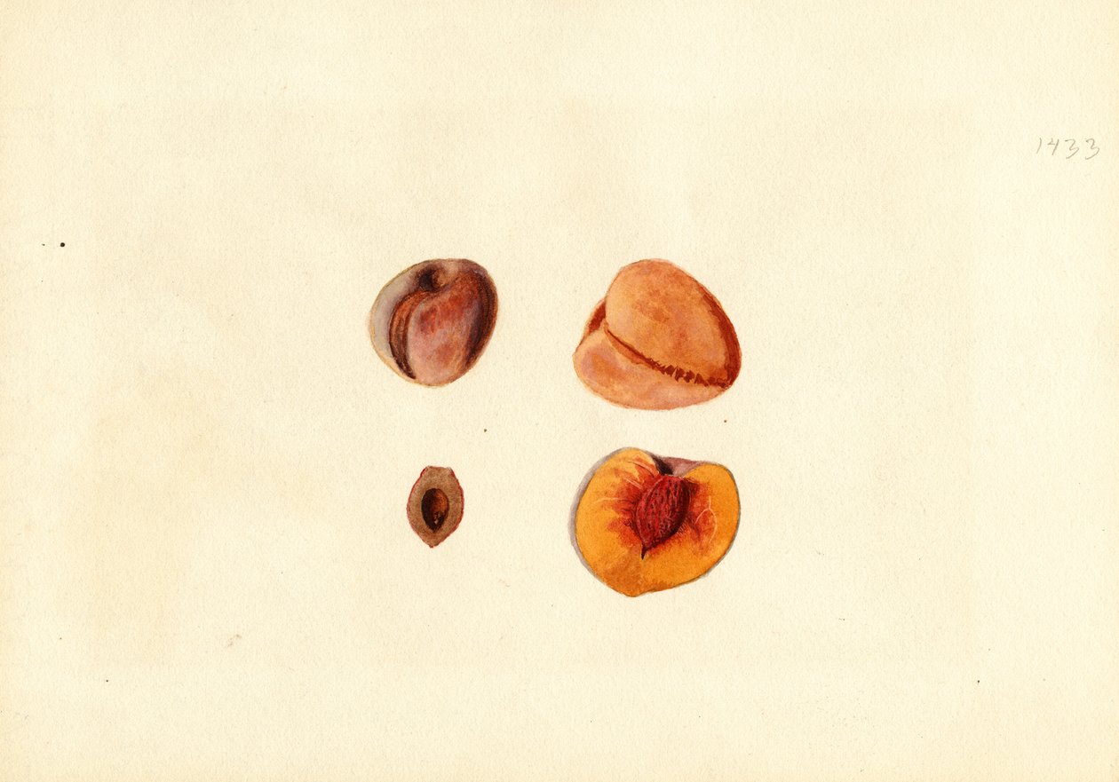 Persikor (Prunus persica: Hutchkins) (akvarell) av James Marion Shull
