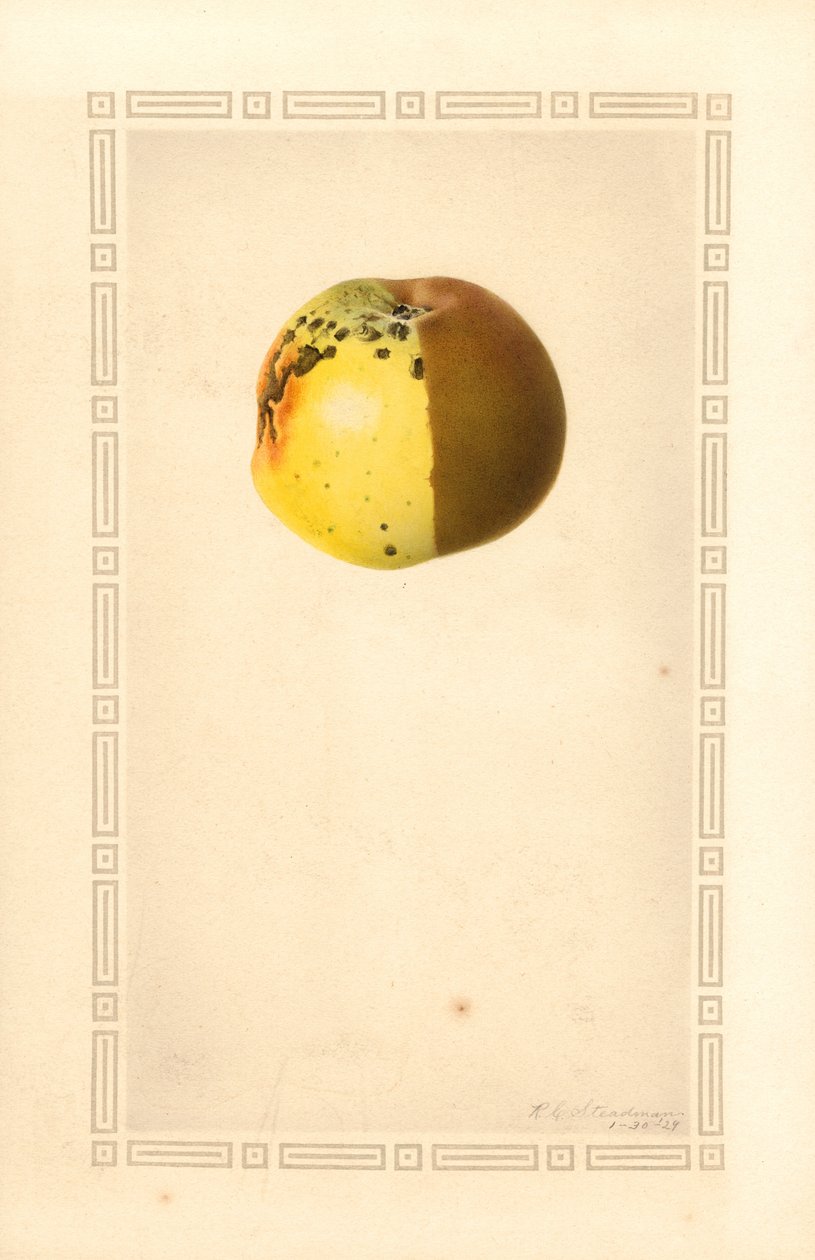 Russet Apple (Malus domestica) (akvarell) av James Marion Shull
