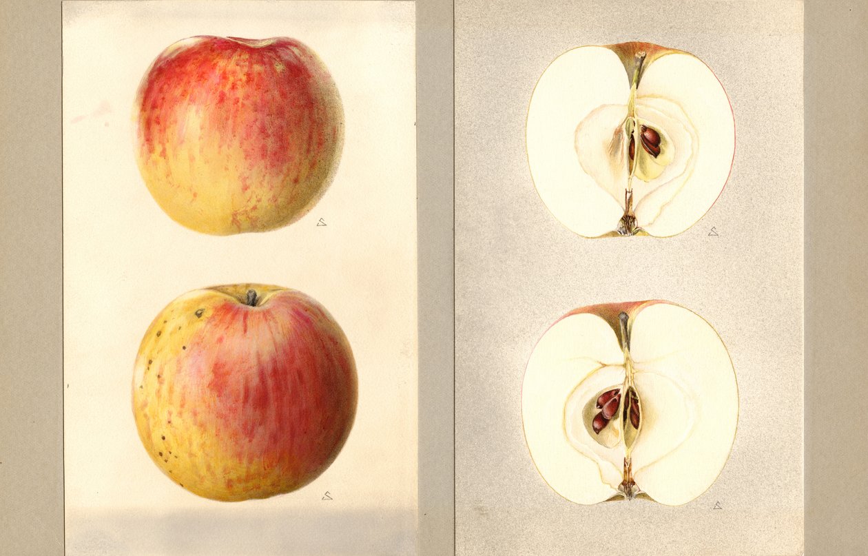 Wilson Juni Äpplen (Malus domestica) (akvarell) av James Marion Shull