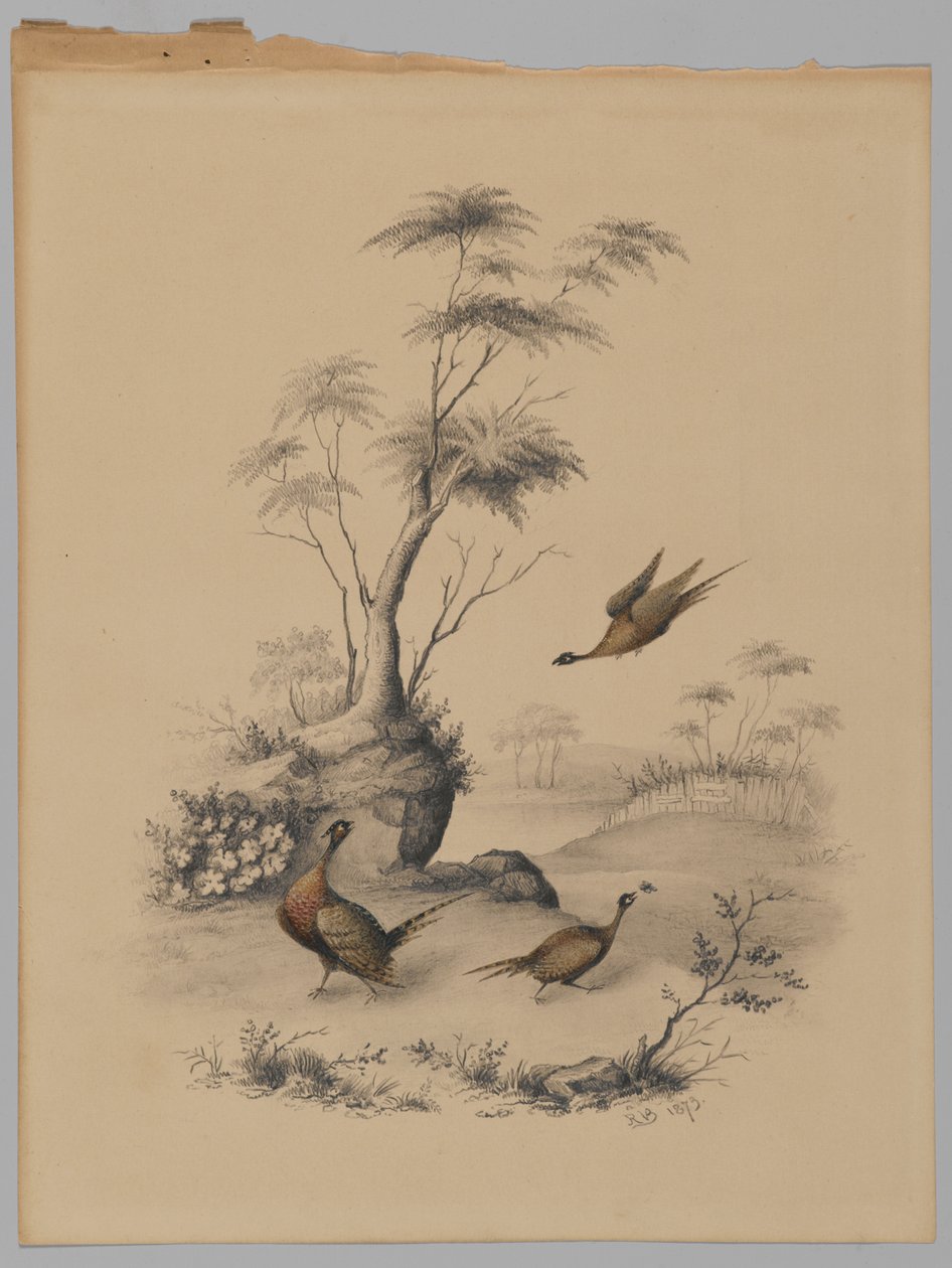 Tre fasaner, 1873 (grafit & wc på papper) av James Ryder van Brunt