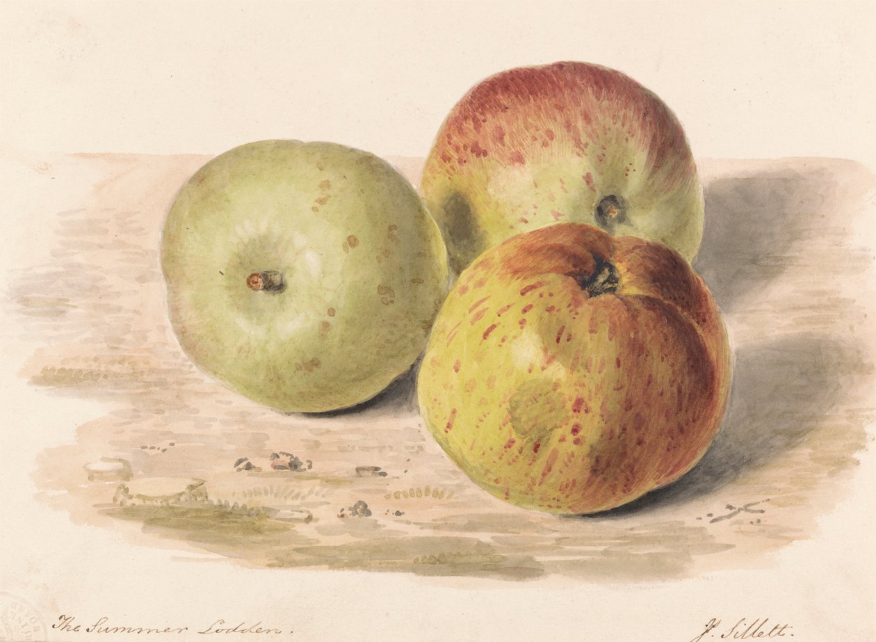 Sommaren Lodden, sept. 1832: En stillebensstudie av tre äpplen av James Sillett