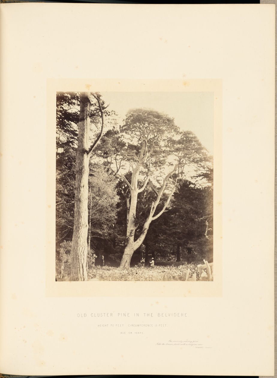 Gammal klustertall i Belvidere av James Sinclair, 14th Earl of Caithness