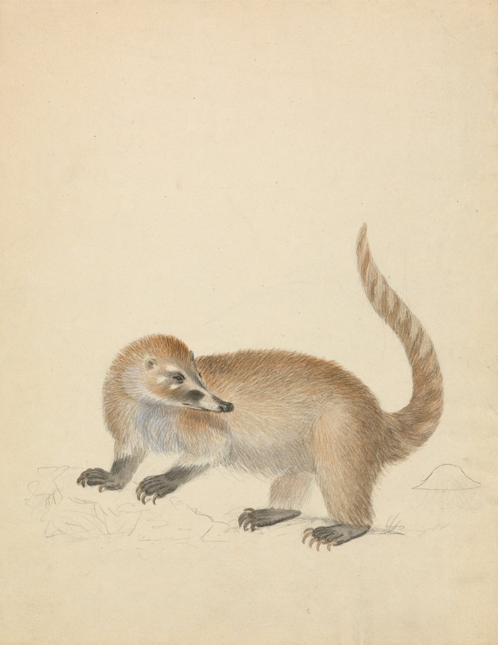 Från Coatimundi av James Sowerby