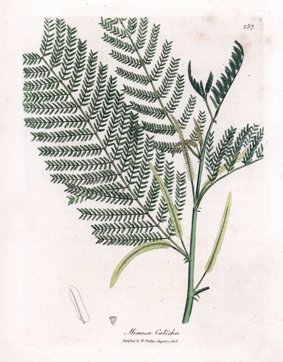Acacia a cachou eller cachoutier - Catechu, Acacia catechu. Handfärgad kopparstick från en botanisk illustration av James Sowerby från William Woodville och Sir William Jackson Hookers "" Medical Botany", John Bohn, London av James Sowerby