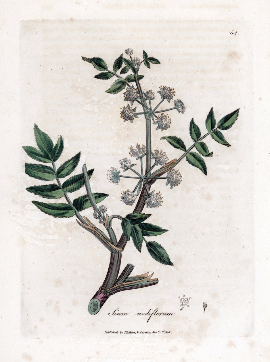 Värk falsk vattenkrasse - Krypvattenpalsternacka, Sium nodiflorum. Handfärgad kopparstick från en botanisk illustration av James Sowerby från William Woodville och Sir William Jackson Hookers "" Medical Botany", John Bohn, London av James Sowerby