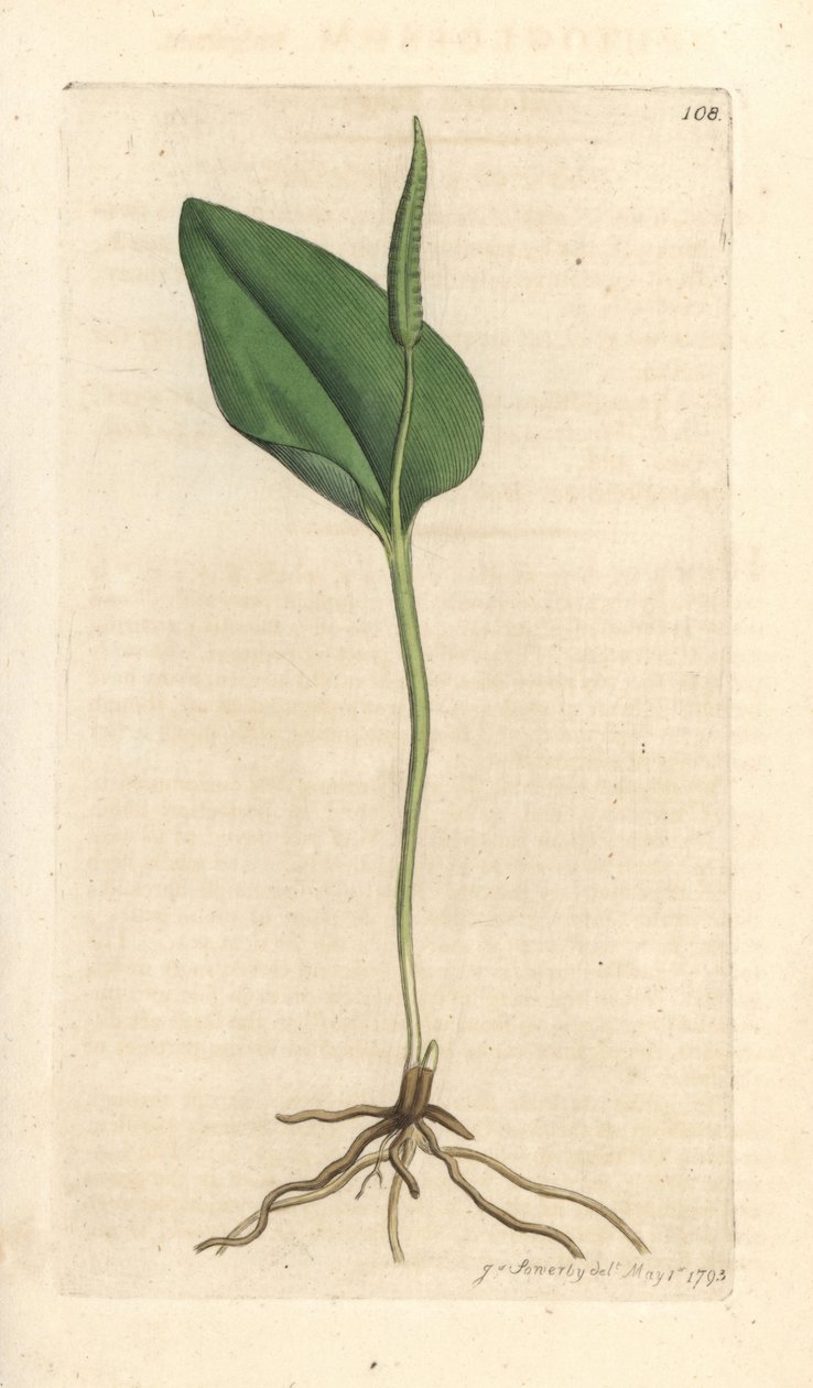 Huggorms tunga, Ophioglossum vulgatum (Ophioglossum) Handkolorerad kopparstick efter en illustration av James Sowerby från James Smith