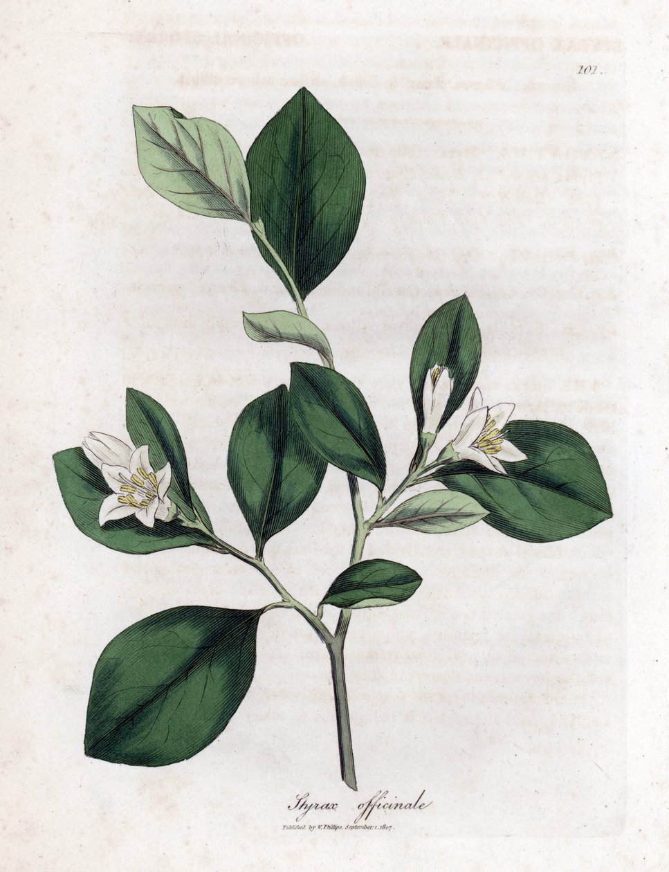 Aliboufier - Storax, Styrax officinalis. Handfärgad kopparstick från en botanisk illustration av James Sowerby från William Woodville och Sir William Jackson Hookers "" Medical Botany", John Bohn, London av James Sowerby