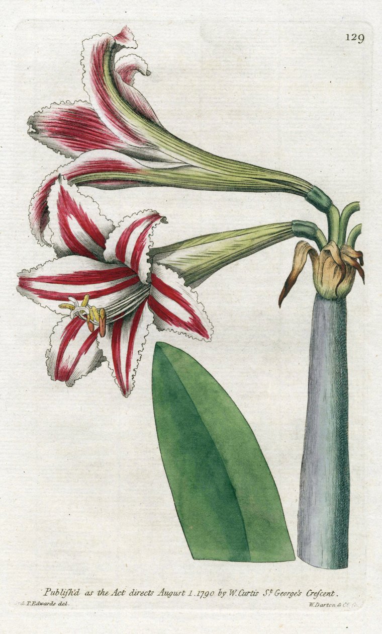 Amaryllis Variete, ursprungligen från Sydamerika - Litografi av James Sowerby (1757-1822), från Botanical Magazine av William Curtis (1746-1799) av James Sowerby