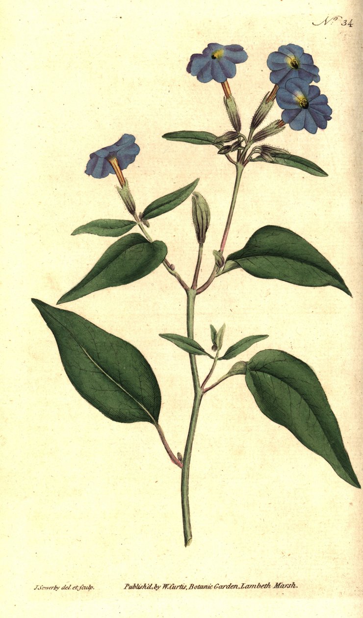 Amerikansk browallie - jamaicansk förgätmigej, ametistblomma eller buskviol, Browallia americana (Tall browallia, Browallia elata). Handkolorerad kopparstick och botanisk illustration av James Sowerby från William Curtis