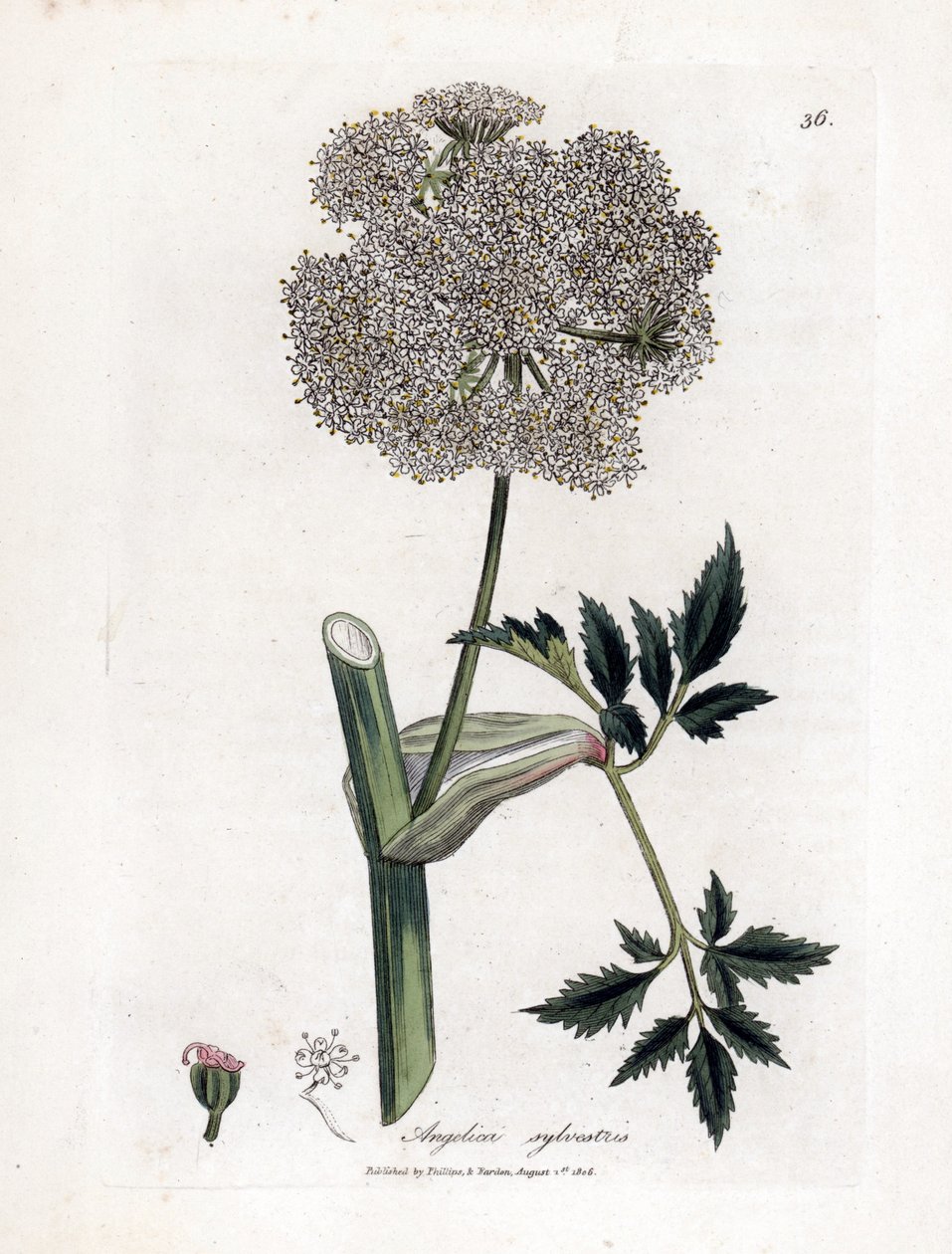 Angelique des Bois Ou Sylvestris - Wild Angelica, Angelica Sylvestris. Handfärgad kopparplattgravering från en botanisk illustration av James Sowerby från William Woodville och Sir William Jackson Hookers "" Medical Botany "," John Bohn, London av James Sowerby