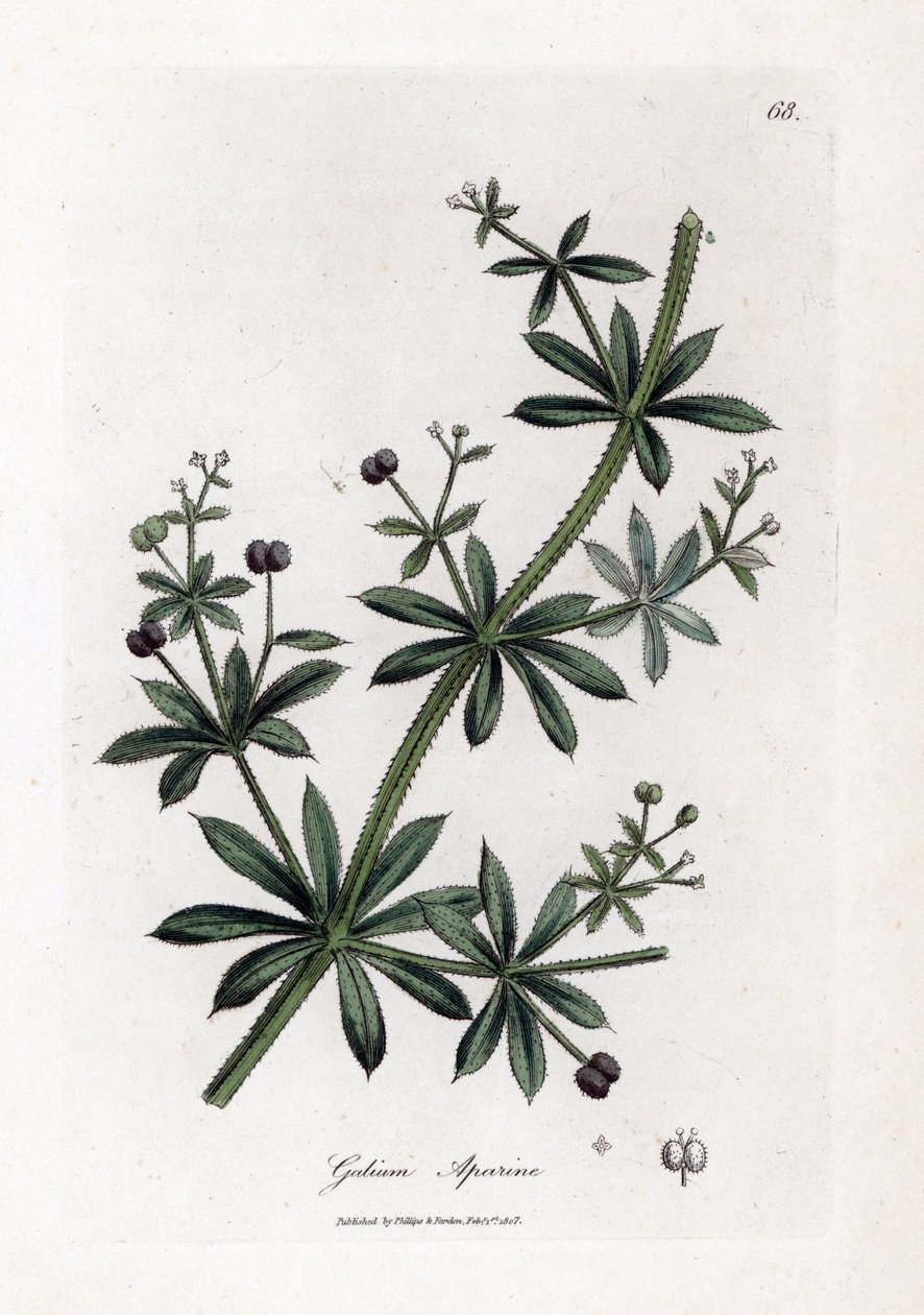 Anis socker eller scatteron - Klyver eller gåsgräs, Calium aparine. Handfärgad kopparstick från en botanisk illustration av James Sowerby från William Woodville och Sir William Jackson Hookers "" Medical Botany", John Bohn, London av James Sowerby
