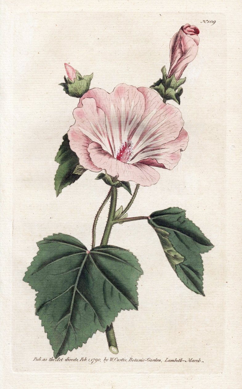 Årlig lila eller kvartalsvis lavater - Litografi av James Sowerby (1757-1822), från William Curtis