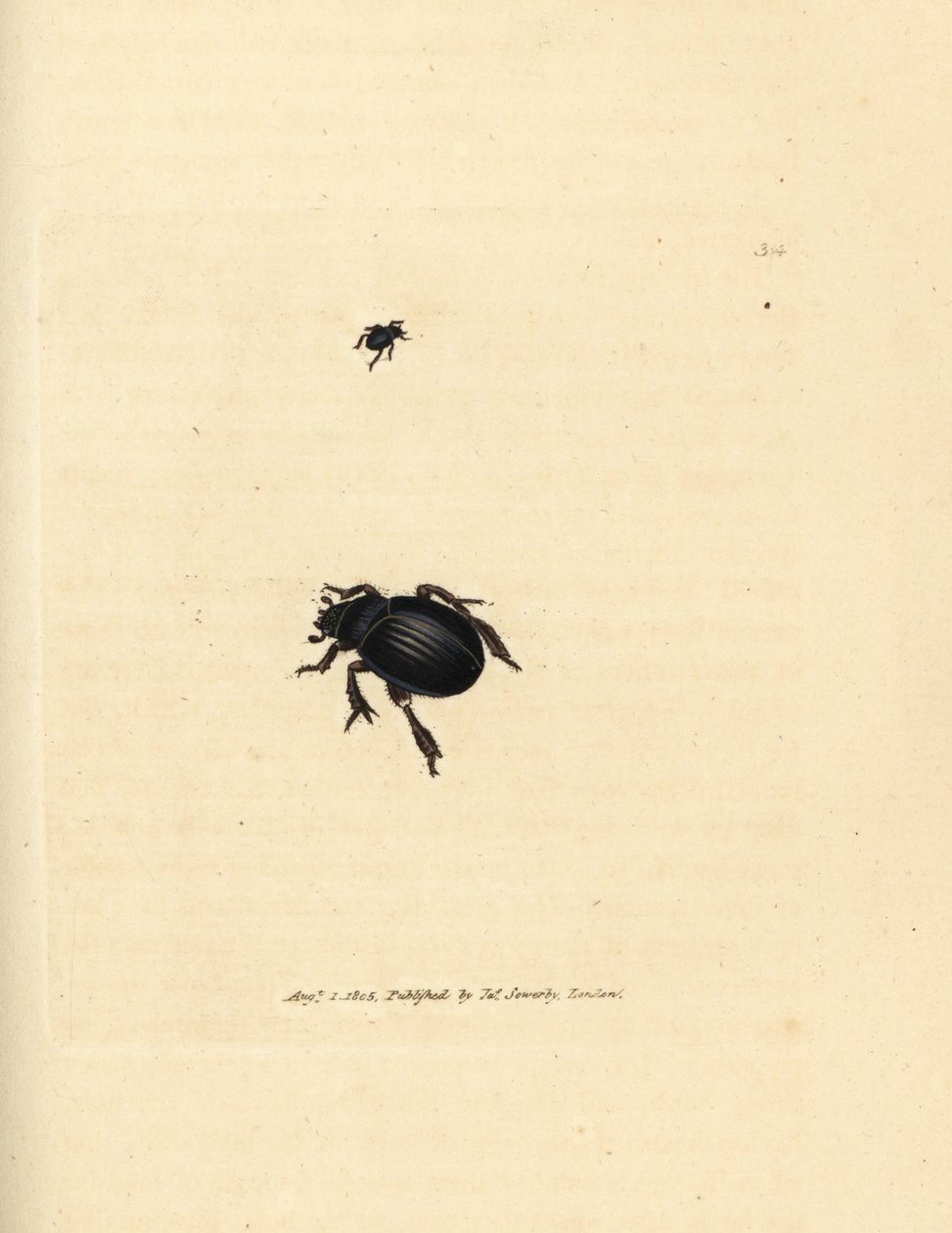 Aphodius arenarius skalbagge (Scarabaeus ovalis). Handkolorerad kopparstick av James Sowerby från The British Miscellany, eller färgade figurer av nya, sällsynta eller föga kända djurämnen. av James Sowerby