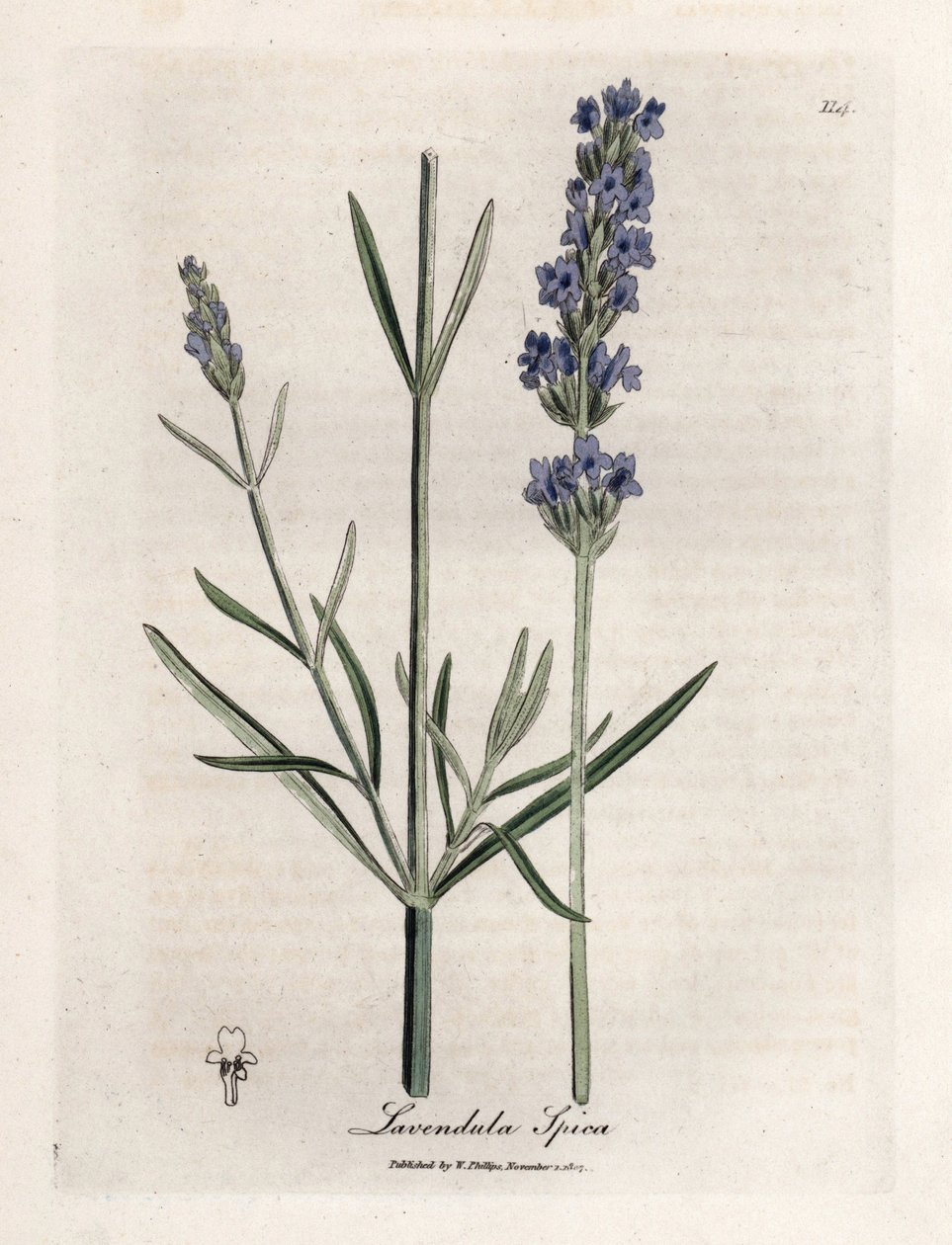 Apic lavendel. Handfärgad kopparstick från en teckning av James Sowerby (1757-1822), i Botanique Medicinale av James Sowerby