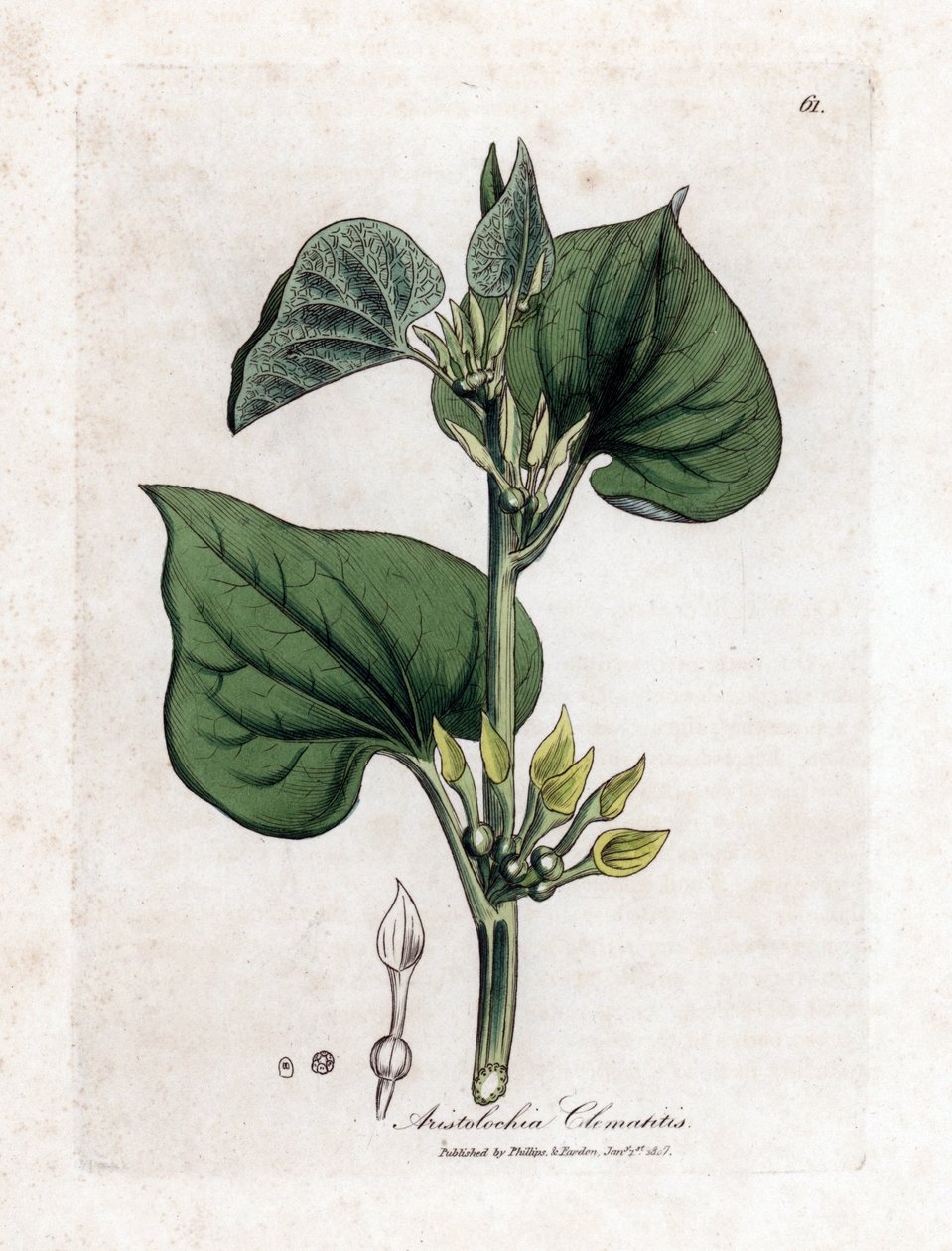 Aristoloche clematite - Klättrande födelseört, Aristolochia clematitis. Handfärgad kopparstick från en botanisk illustration av James Sowerby från William Woodville och Sir William Jackson Hookers "" Medical Botany", John Bohn, London av James Sowerby
