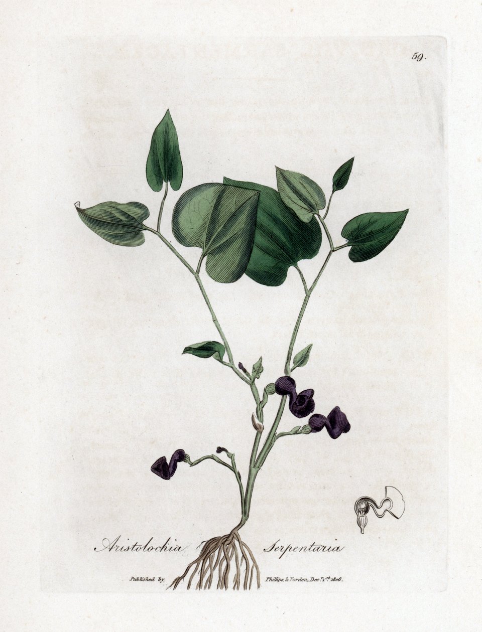 Aristoloche variete - Ormrotsört, Aristolochia serpentaria. Handfärgad kopparstick från en botanisk illustration av James Sowerby från William Woodville och Sir William Jackson Hookers "" Medical Botany", John Bohn, London av James Sowerby
