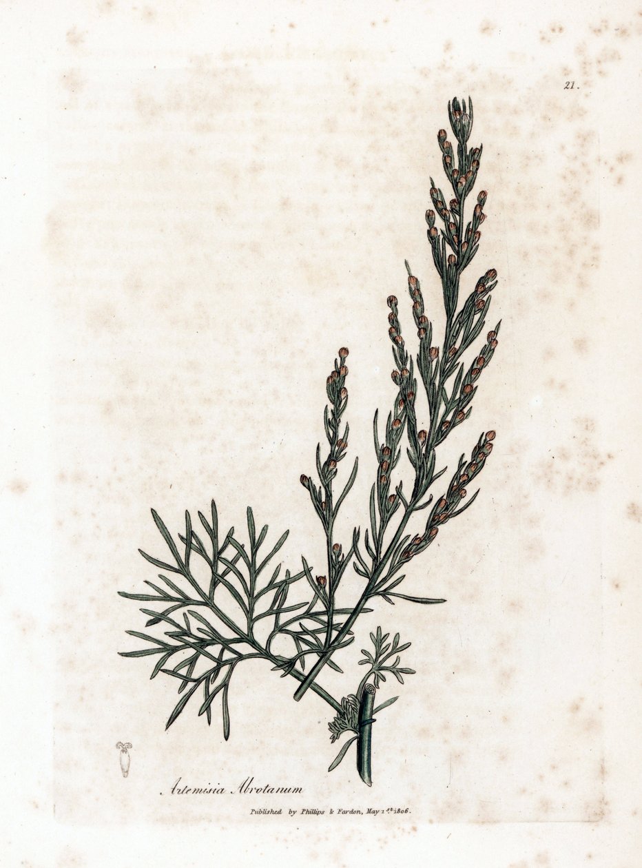 Aurone eller citrongräs eller sagebrush citrongräs - Southernwood, Artemisia abrotanum. Handfärgad kopparstick från en botanisk illustration av James Sowerby från William Woodville och Sir William Jackson Hookers "" Medical Botany,"" John Bohn, London av James Sowerby