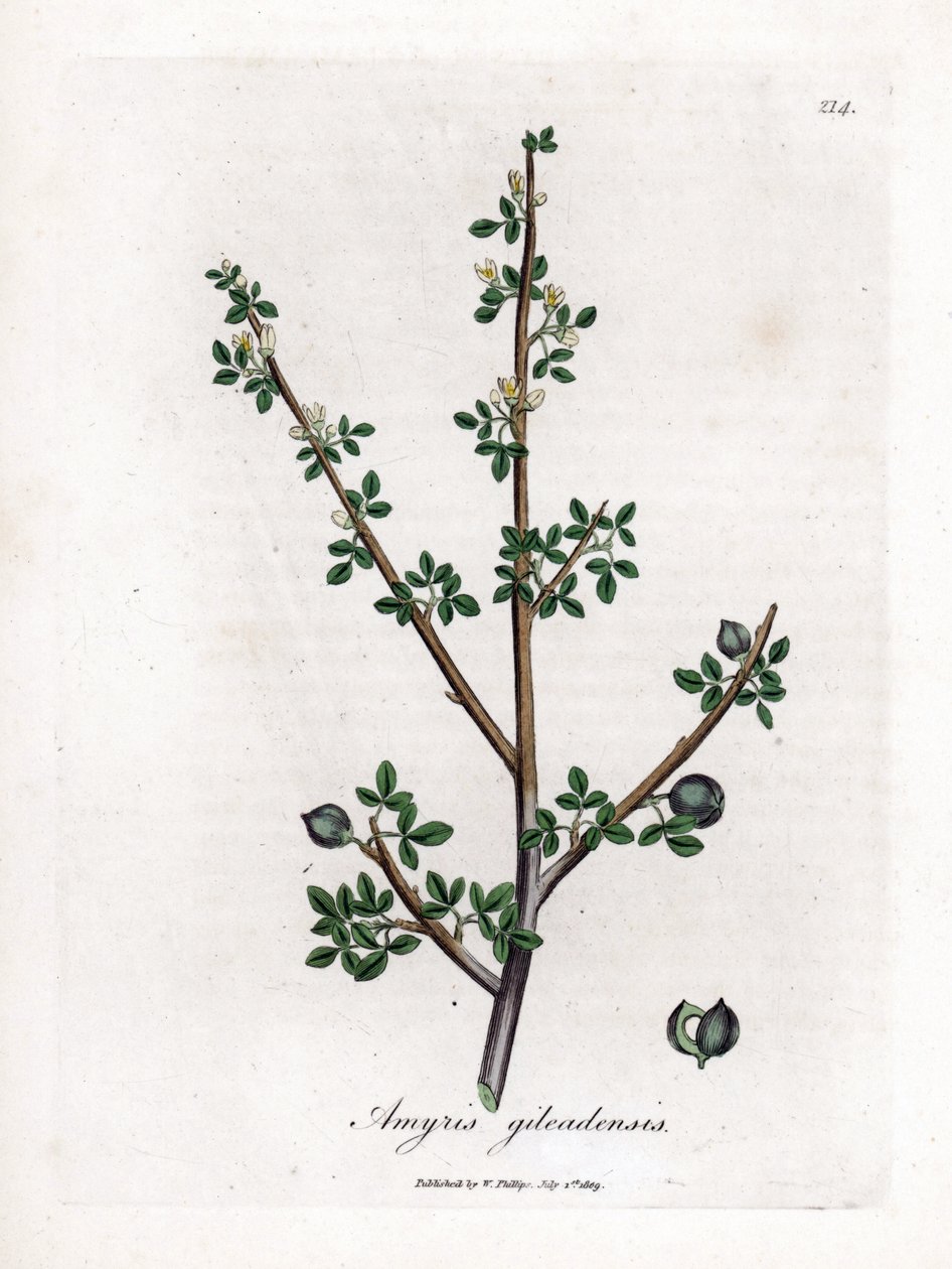 Balsam från Mecka eller Balsam från Galaad - Balsam från Mecka, Commiphora gileadensis. Handfärgad kopparstick från en botanisk illustration av James Sowerby från William Woodville och Sir William Jackson Hookers "" Medical Botany", John Bohn, London av James Sowerby