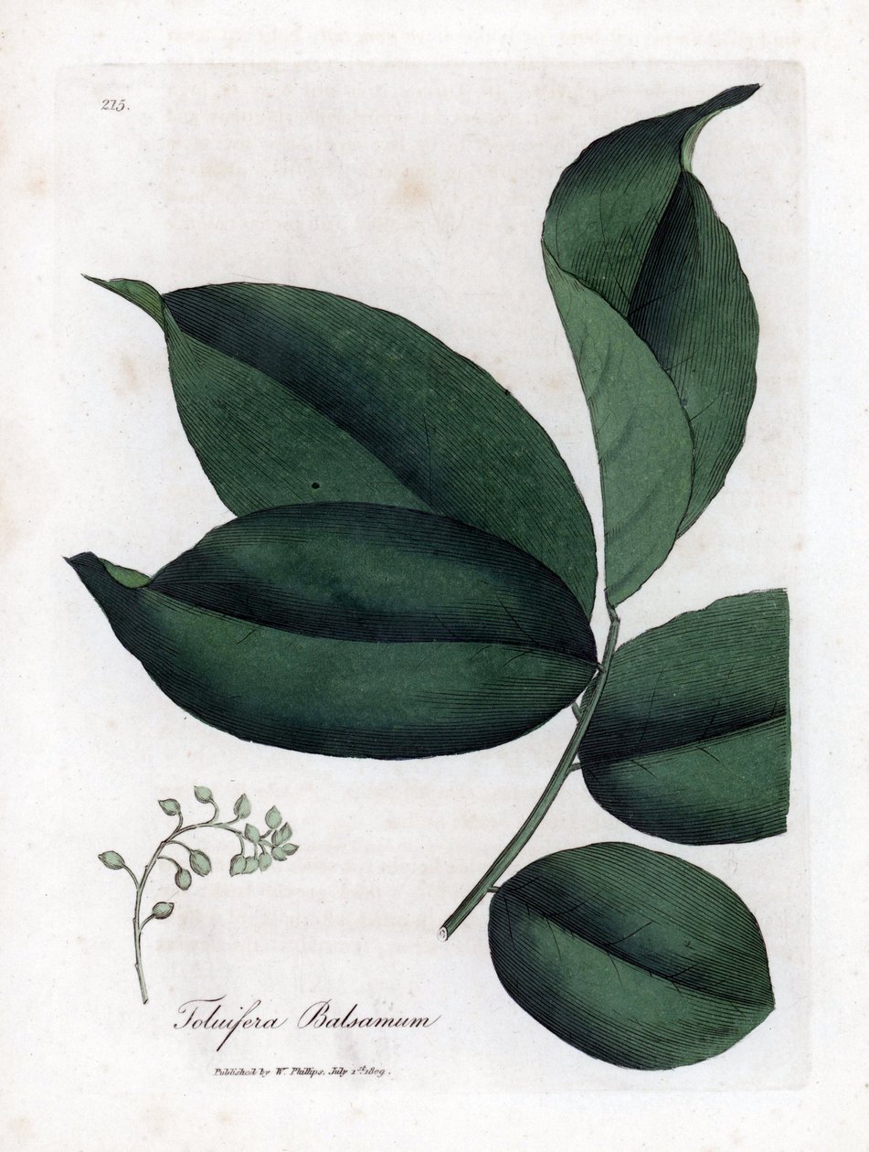 Balsam från Toluträd, Myroxylon toluifera balsamum. Handfärgad kopparstick från en botanisk illustration av James Sowerby från William Woodville och Sir William Jackson Hookers "" Medical Botany", John Bohn, London av James Sowerby