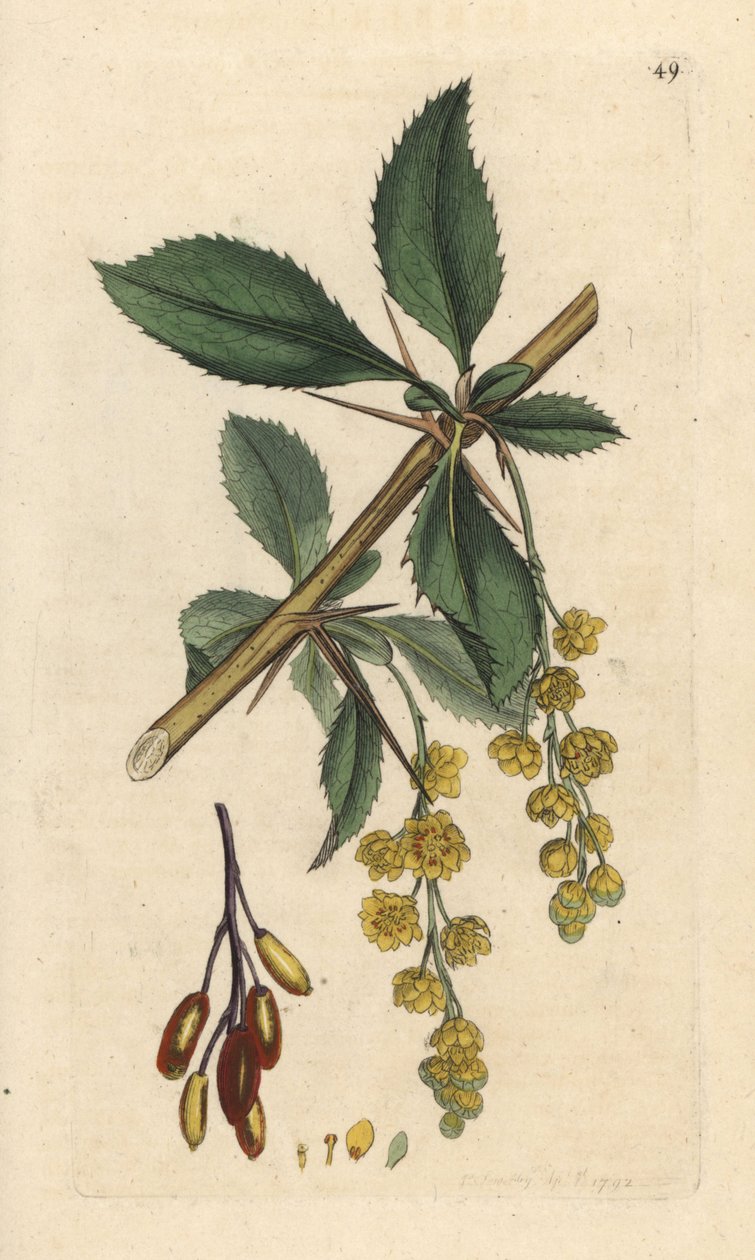 Berberis, Berberis vulgaris (Vinettier eller l¿spine-berberis) Handfärgad kopparstick efter en illustration av James Sowerby från James Smith