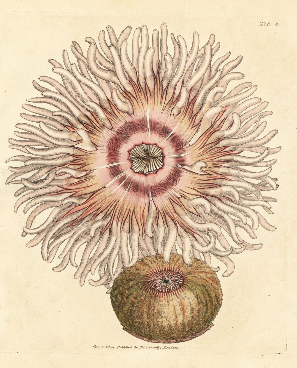 Beadlet anemone, Actinia equina. Handkolorerad kopparstick av James Sowerby från The British Miscellany, eller färgade figurer av nya, sällsynta eller föga kända djurämnen. av James Sowerby